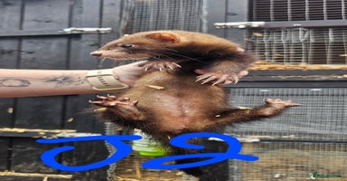 Ferret rodents - Advert 5