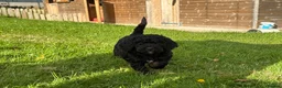 Bernedoodle dogs for sale: Outstanding Bernedoodle F1bs - Advert 11