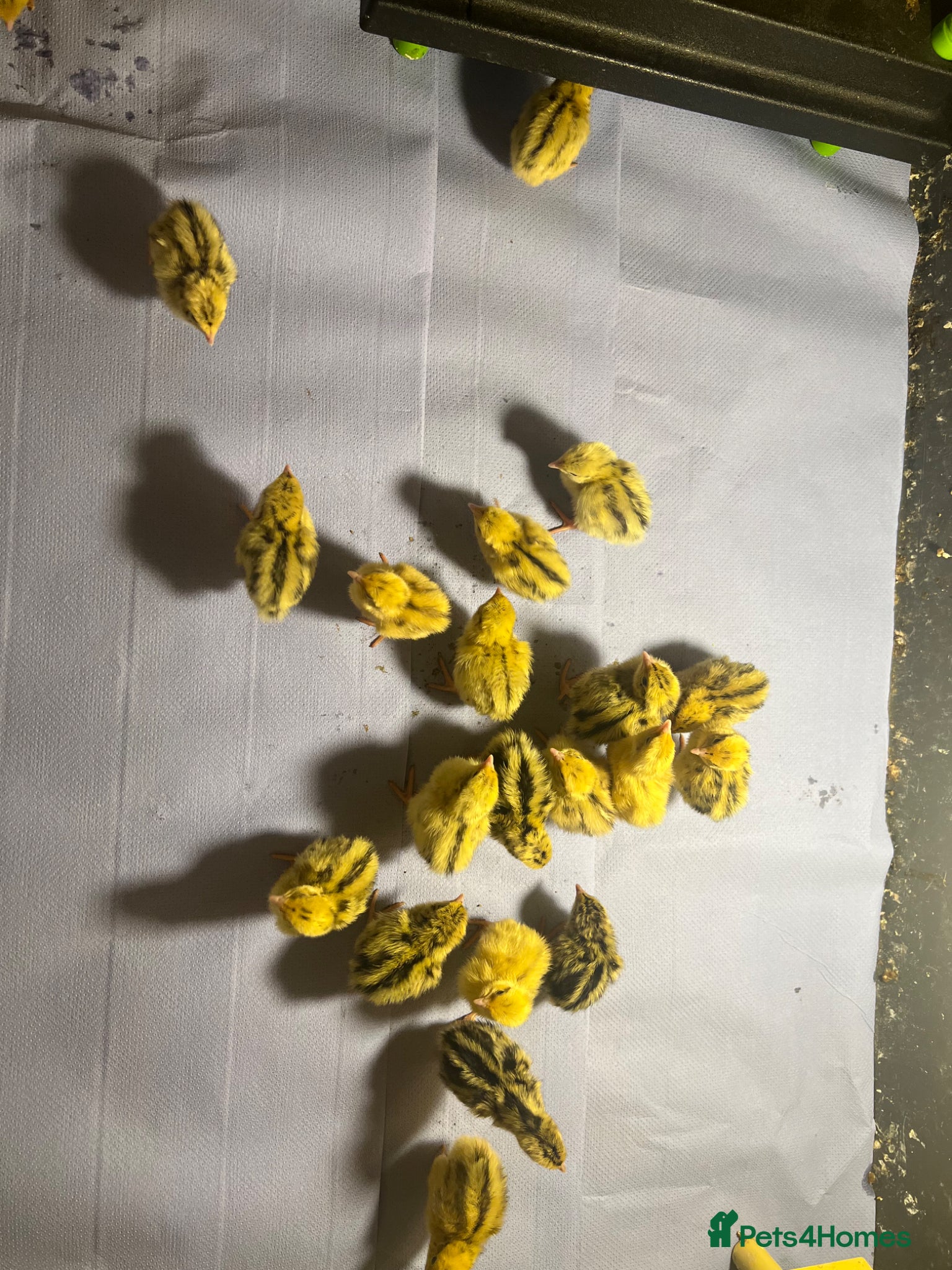 Quail poultry Jumbo Coturnix Quails - Advert 1