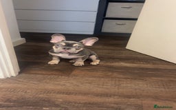 French Bulldog dogs for sale: French bulldog boy - Image 1