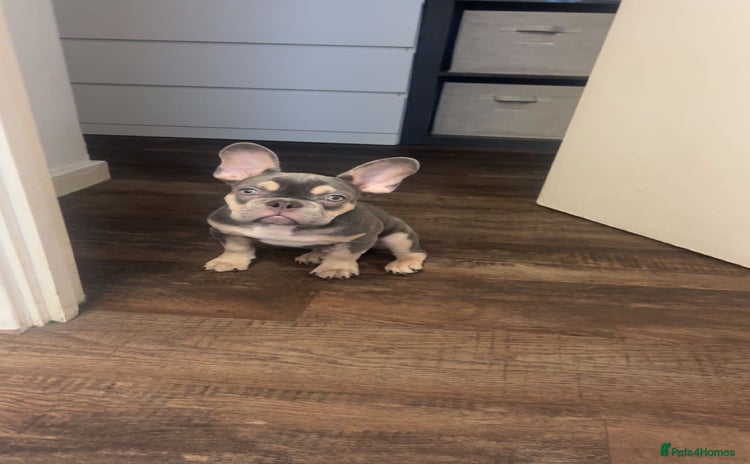 French Bulldog dogs - Advert 3