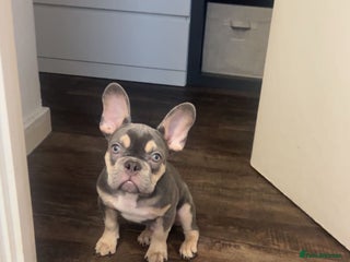 French Bulldog dogs - Advert 2