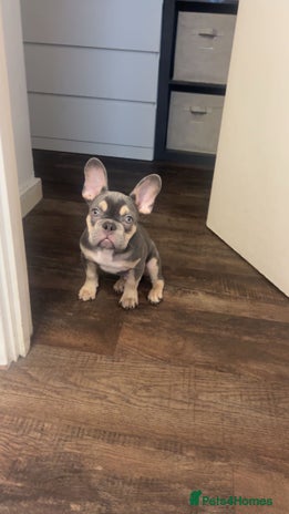 French Bulldog dogs - Advert 1