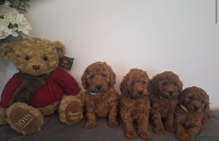 Cavapoo dogs - Advert 1