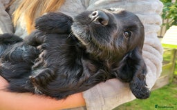 Cocker Spaniel dogs for sale: Beautiful Working Cocker Puppies - Image 4