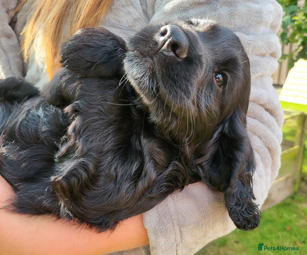 Cocker Spaniel dogs for sale: Beautiful Working Cocker Puppies - Image 4
