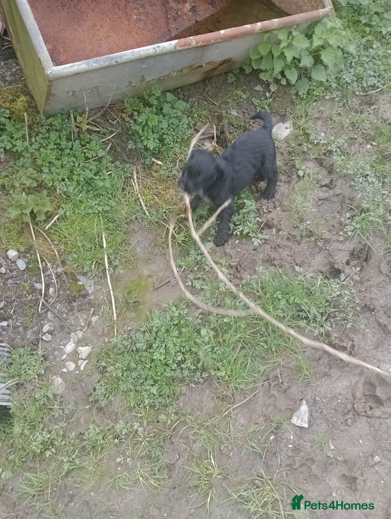 Jackapoo dogs Adorable Jacapoo,s - Advert 2