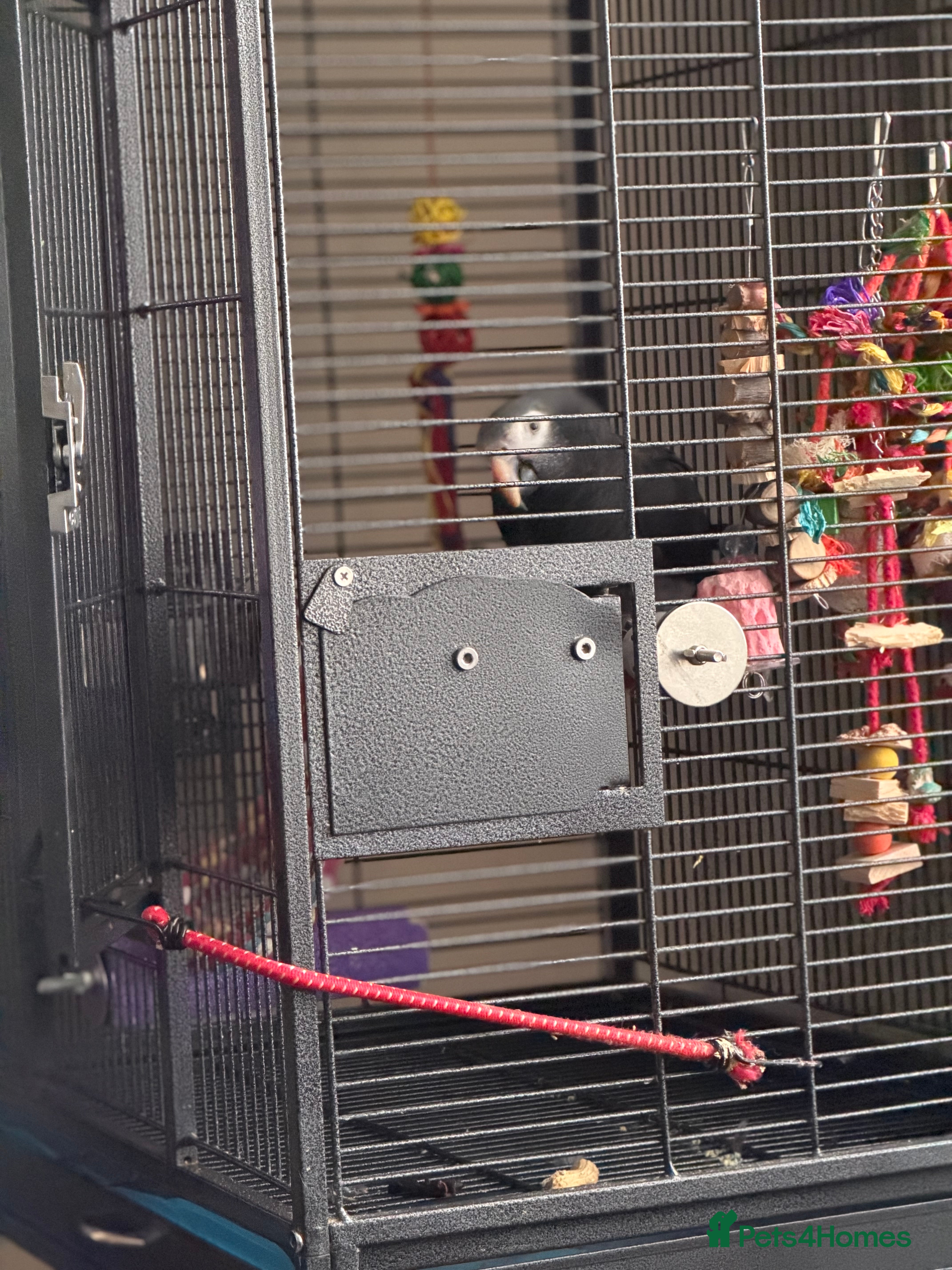 Parrots birds Timmy Gray Parrot  - Advert 1