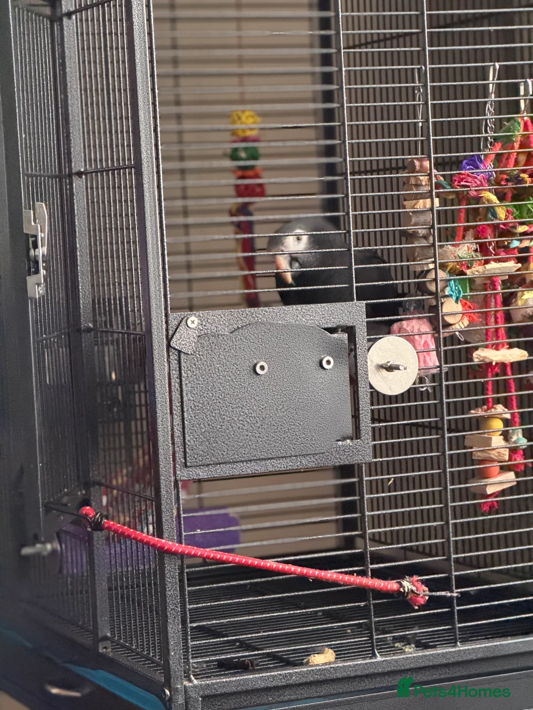 Parrots birds for sale: Timmy Gray Parrot  - Advert 1