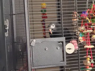 Parrots birds Timmy Gray Parrot - Advert 1