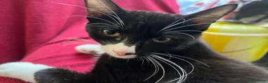 Tuxedo shorthair, boy 2