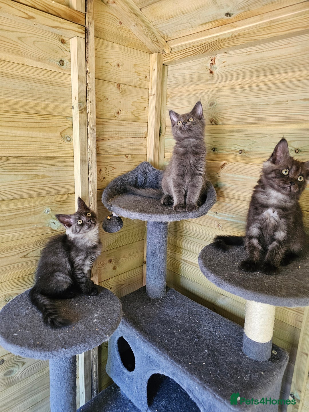 Maine Coon cats for sale: Maine Coon  - Image 1