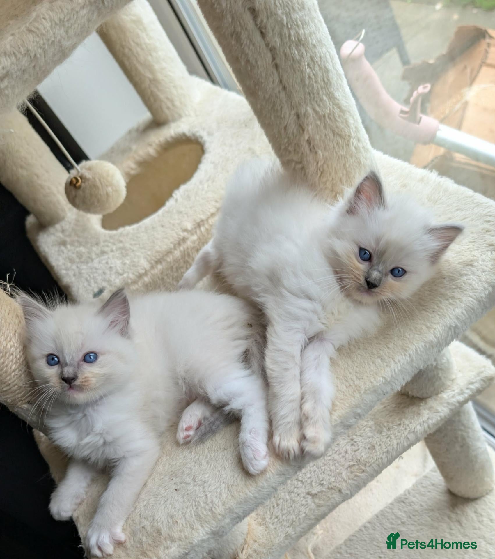 Ragdoll cats Ragdoll Kittens - Advert 11
