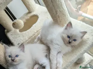 Ragdoll cats Ragdoll Kittens - Advert 11