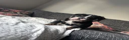 Olde English Bulldogge dogs for sale: STUNNING RARE OLD ENGLISH BULLDOG PUPS - Advert 20