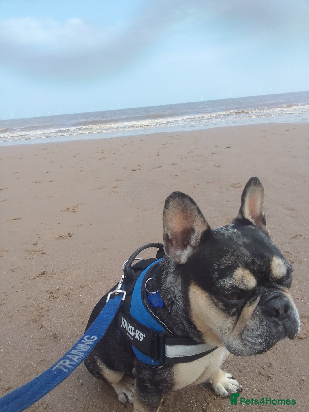 French Bulldog dogs for sale: Loki   - Image 4
