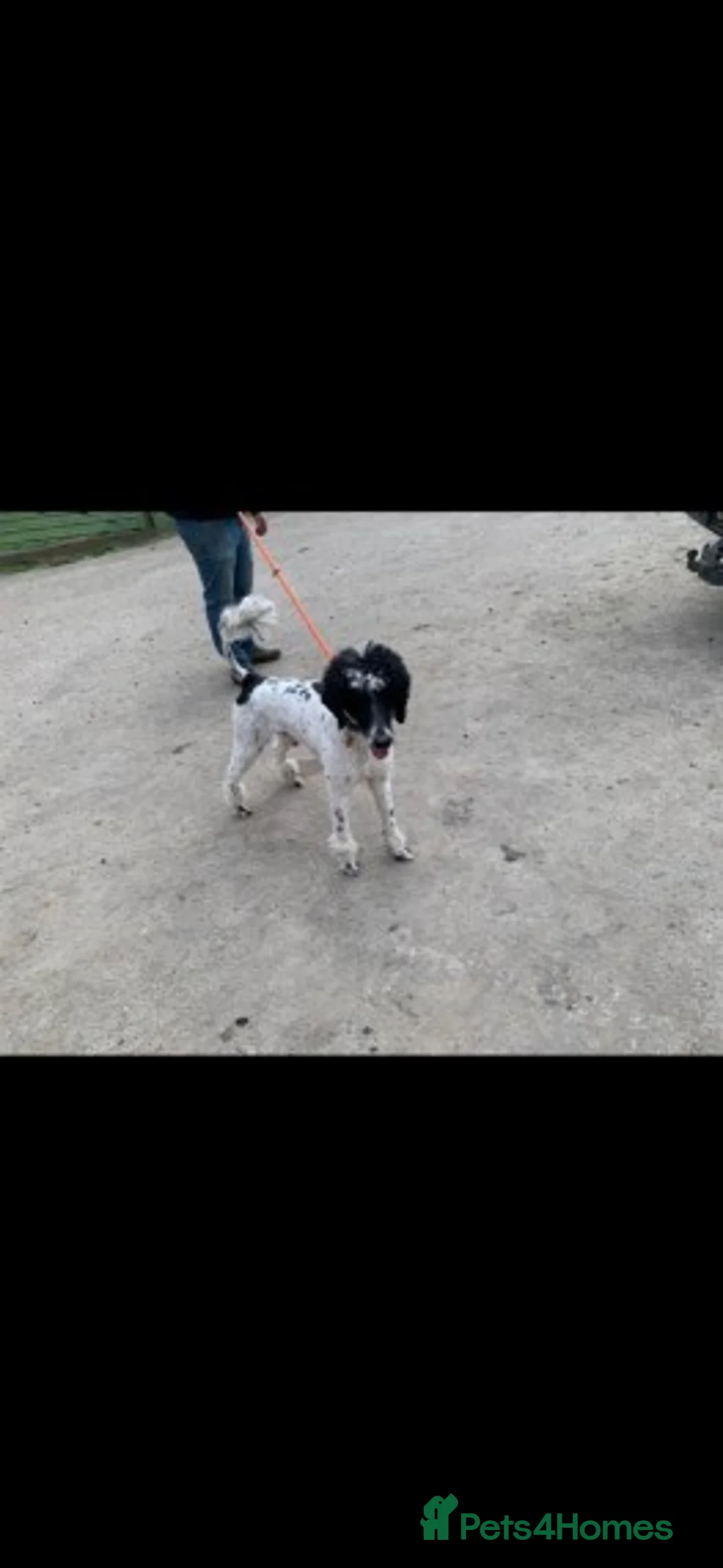 Standard Poodle dogs for stud: Standard party poodle in Marlborough - Advert 14