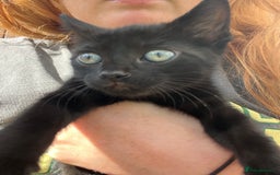 British Shorthair cats for sale: Fully black male kitten green eyes  - Image 2