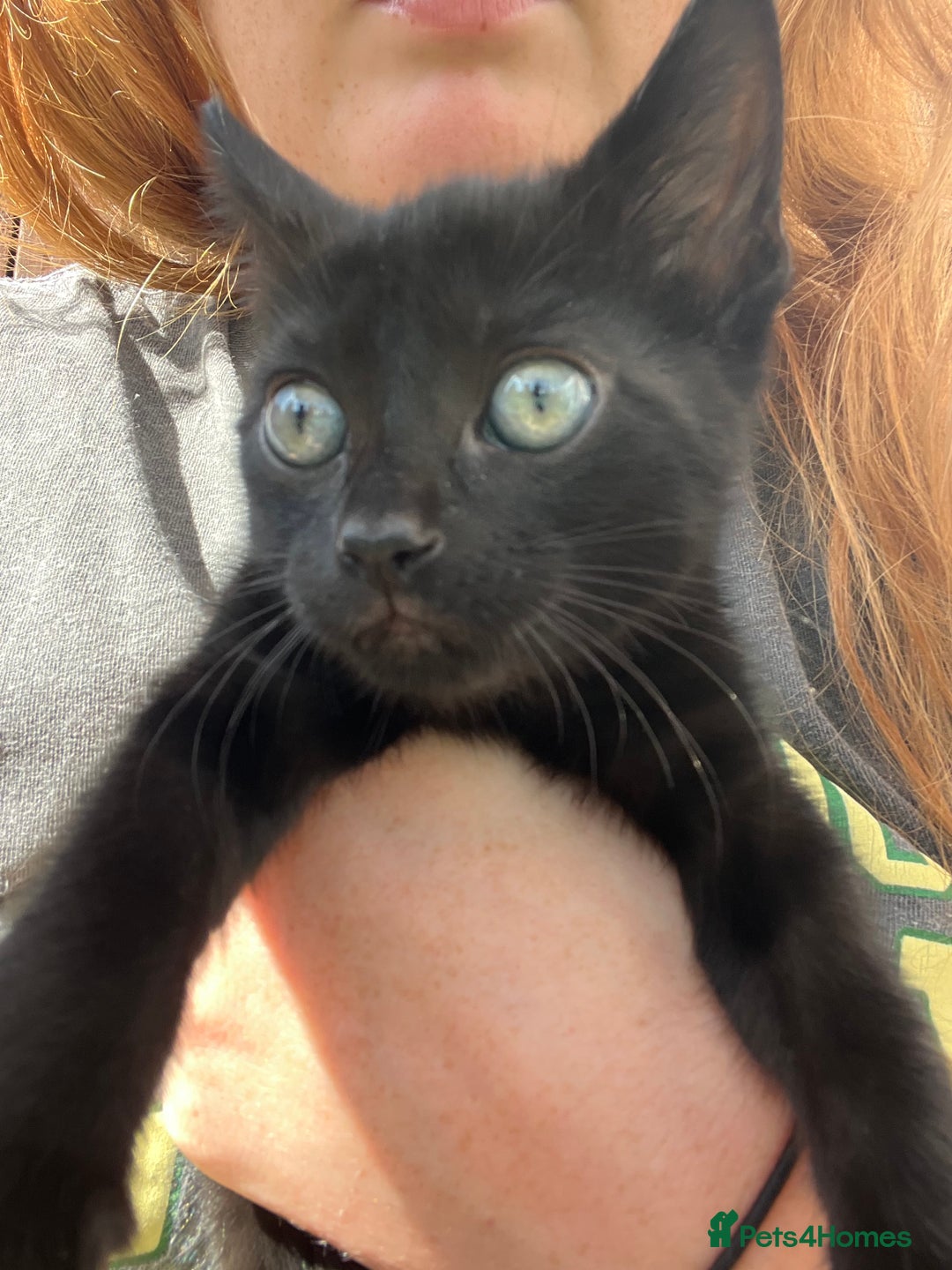 British Shorthair cats for sale: Fully black male kitten green eyes  - Image 2