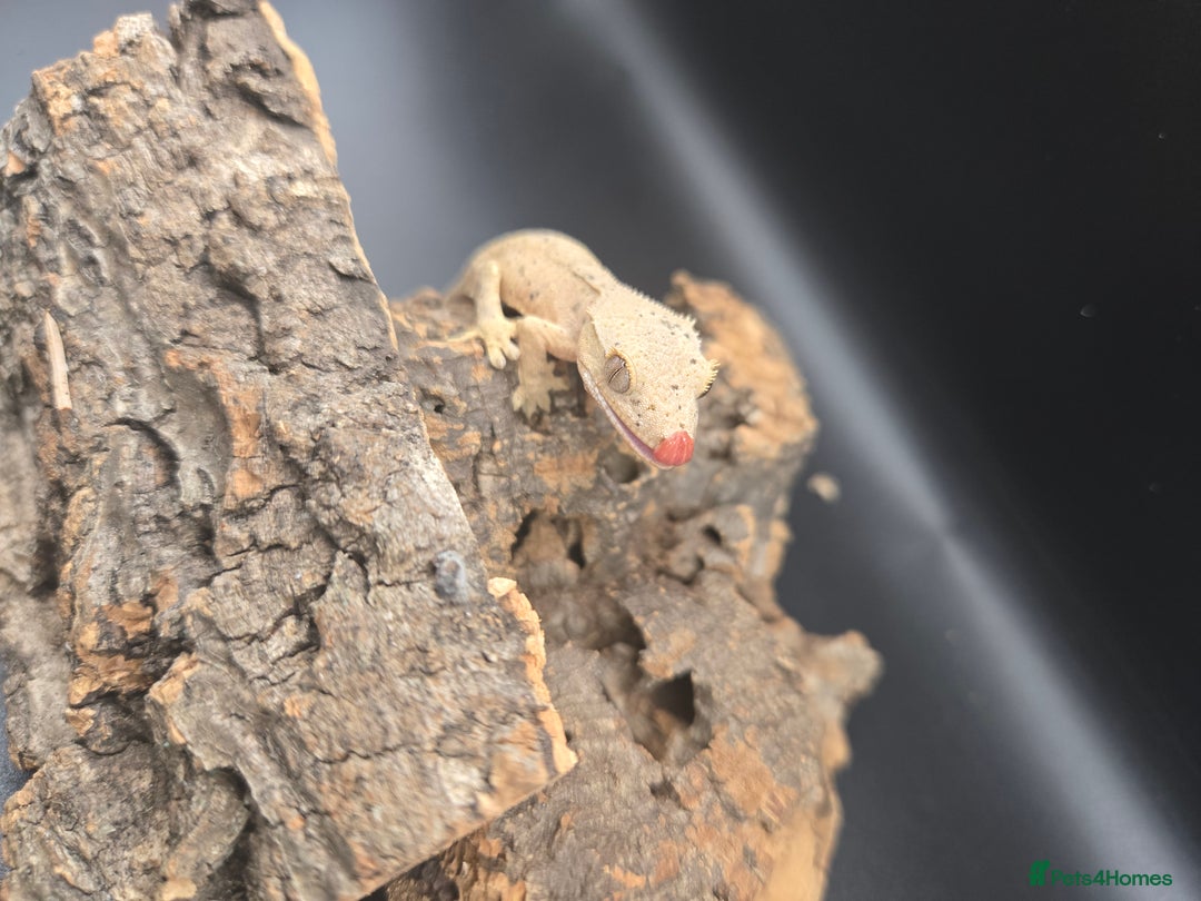 Gecko reptiles for sale: Baby Crested Geckos - Image 7