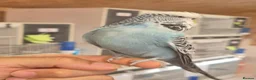 Budgerigars birds for sale: Tamed cock  - Advert 7