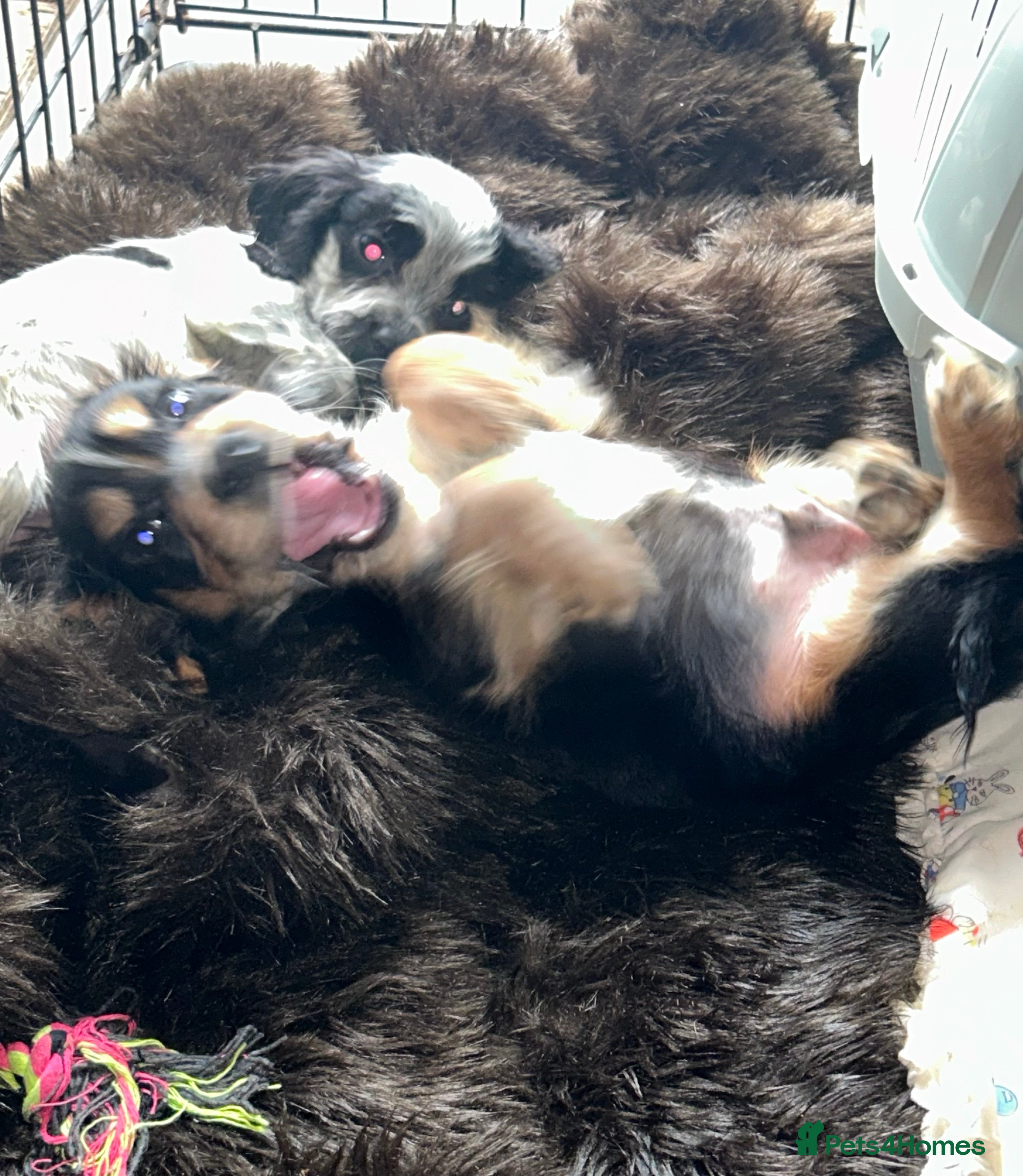 Cocker Spaniel dogs Cocker Spaniel Puppies  - Advert 8