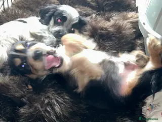 Cocker Spaniel dogs Cocker Spaniel Puppies - Advert 8