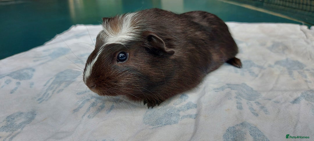 Guinea Pig rodents for sale: Beautiful baby Guinea Pigs - Image 3
