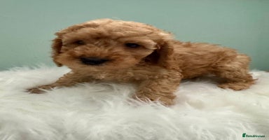 Cockapoo dogs - Advert 14