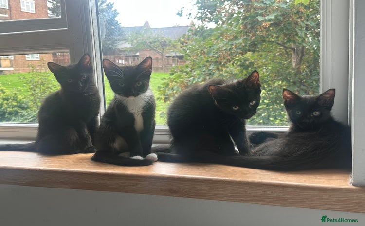 Mixed Breed cats - Advert 1