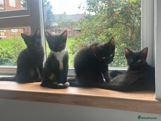 Mixed Breed cats - Advert 16