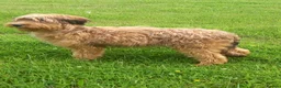 Briard dogs for sale: Top class puppies - Advert 6