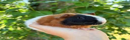 Guinea Pig rodents for sale: LOTS of Stunning Baby Girl Guinea Pigs 💗 - Advert 9