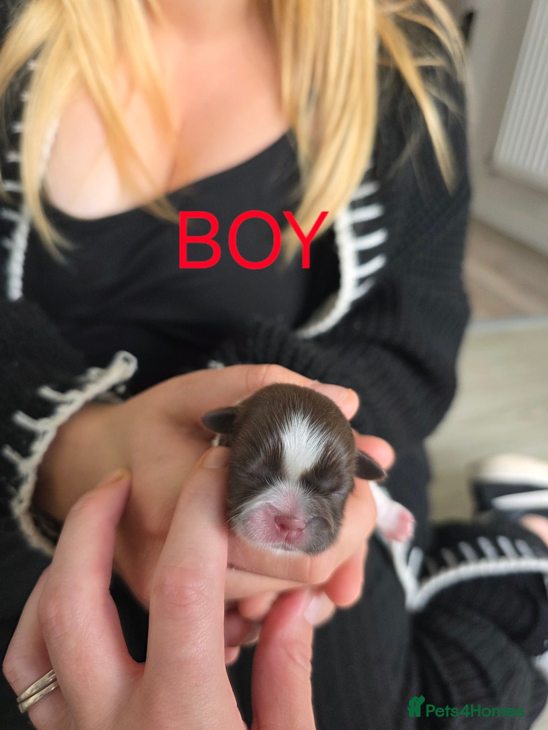 Shih Tzu dogs for sale: Stunning shih tzu puppies  - Image 4