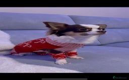 Chihuahua dogs for sale: Long Haired Applehead puppies - Advert 18