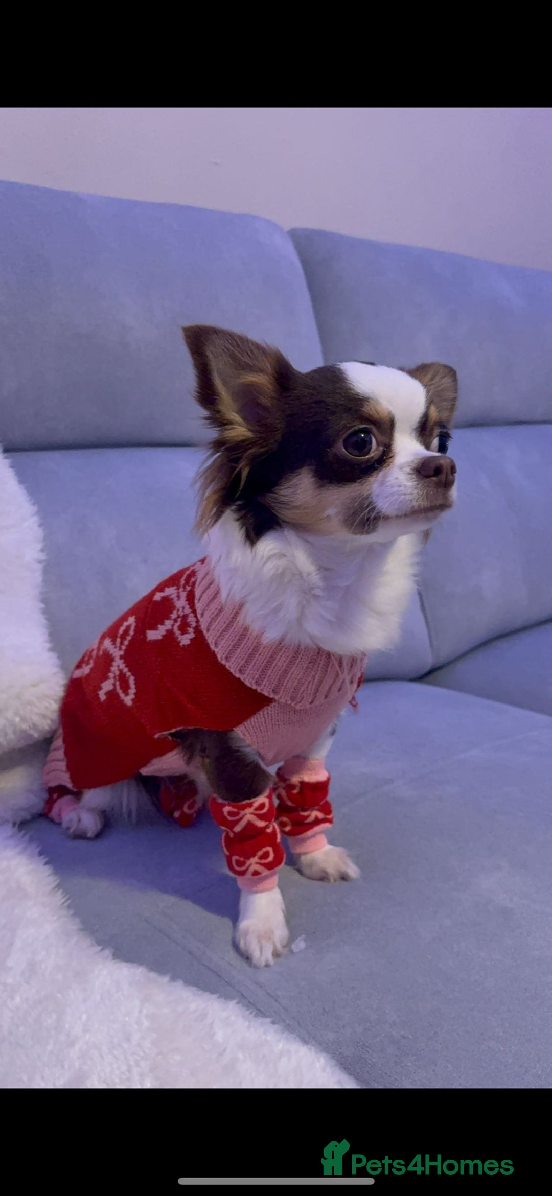 Chihuahua dogs for sale: Long Haired Applehead puppies - Advert 18