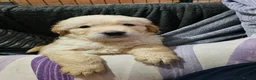 Golden Retriever dogs for sale: 3x KC golden retriever pups, ready 22nd June - Advert 24