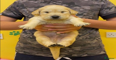 Golden Retriever dogs - Advert 7