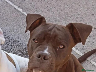 American Bulldog dogs American bulldog - Advert 1