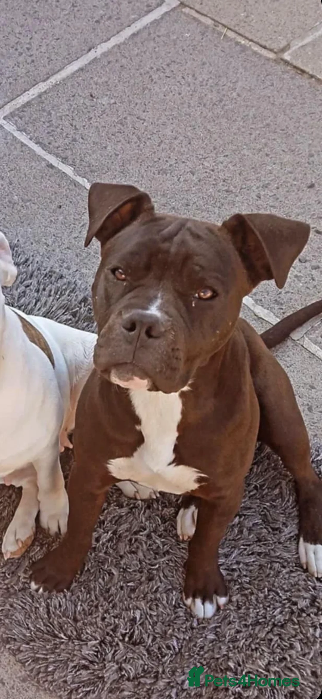 American Bulldog dogs for sale: American bulldog  - Advert 1