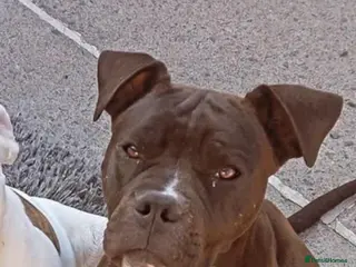 American Bulldog dogs American bulldog - Advert 2