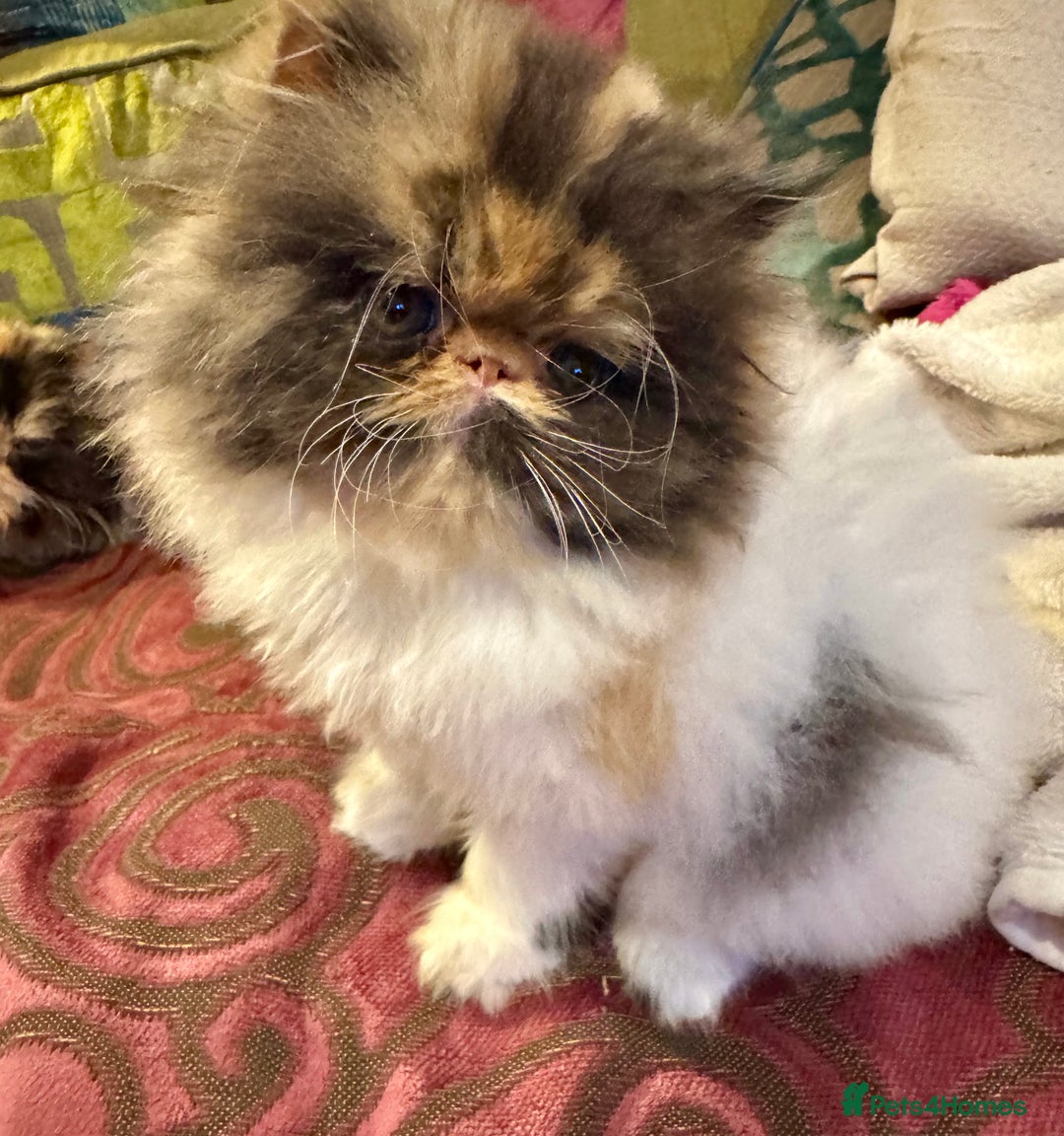 Persian cats for sale: Beautiful Calico pedigree Persian female kitten  - Image 10