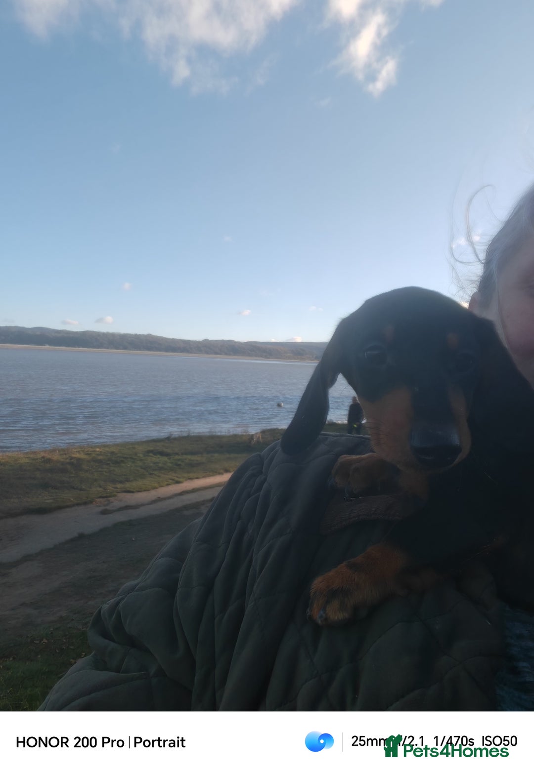 Miniature Dachshund dogs for sale: Relaxed miniature girl - Advert 3