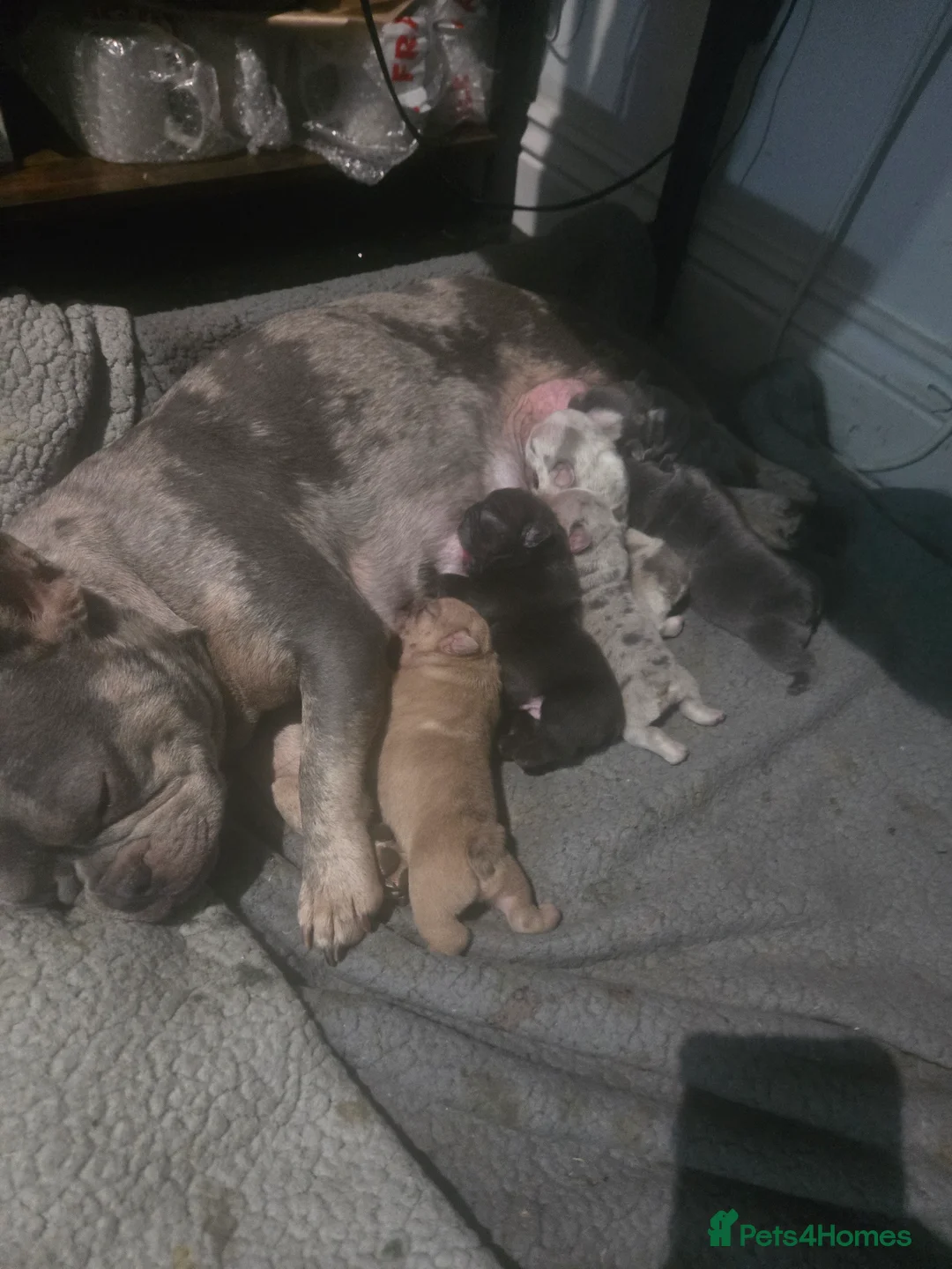 French Bulldog dogs for sale: 2 Frenchie pups ready 1 week - Advert 2