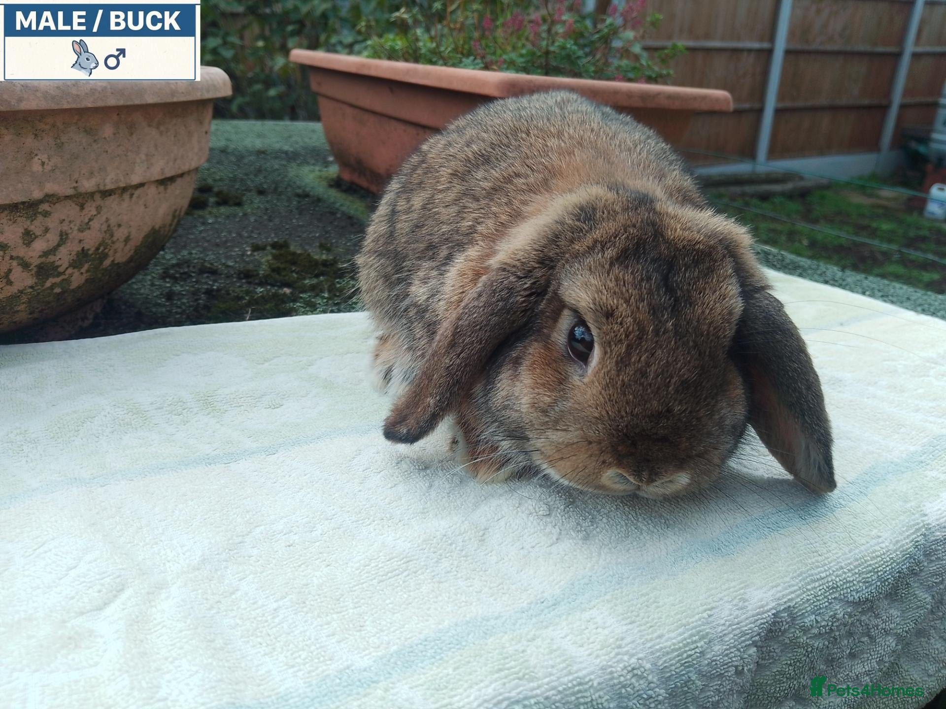 Mini Lop rabbits Pretty (Mostly) Female Minilop and Dwarf Lop - Advert 6
