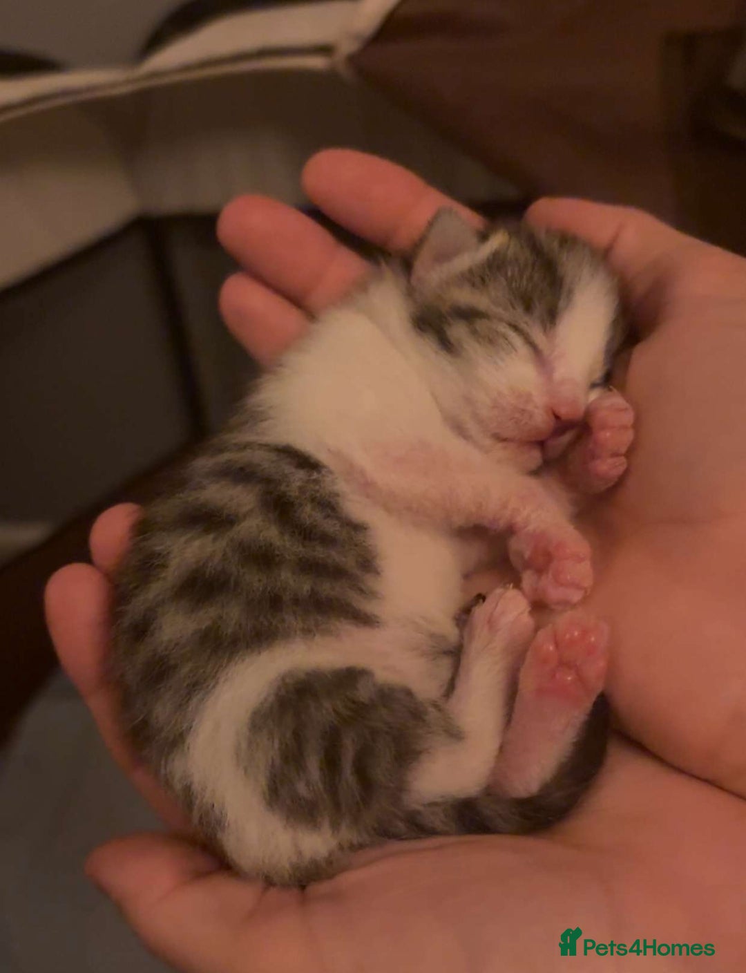 Mixed Breed cats for sale: Kittens for sale  - Image 6