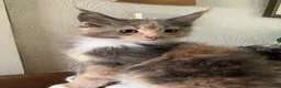 Maine Coon cats for sale: Maine Coon kittens,  - Advert 1