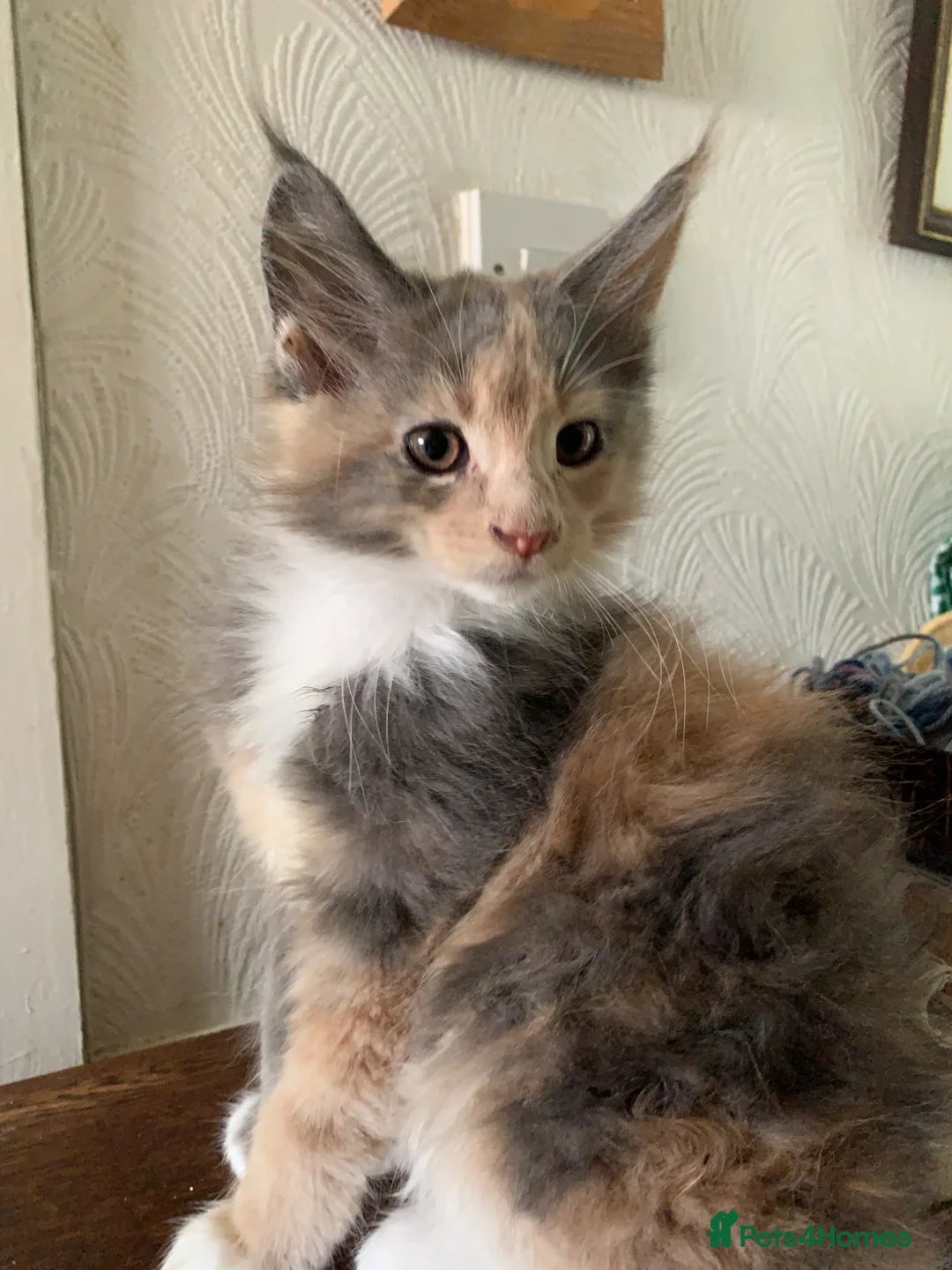 Maine Coon cats for sale: Maine Coon kittens,  - Advert 1