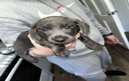 Dachshund dogs for sale: 🩶Silver miniature dachshunds litter READY TO GO🩶 - Image 12
