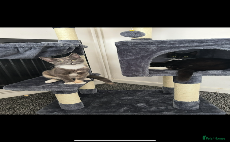 Domestic Shorthair cats - Advert 1